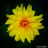 SAM_0569-4.jpg