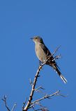 Townsends Solitaire