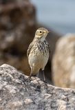 American Pipit