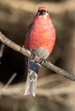 Pine Grosbeak