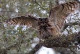Great Horned Owl