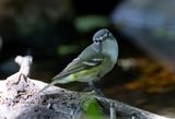 Blue Headed Vireo