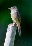 Cuban Pewee