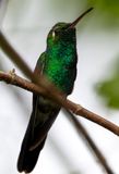 Cuban Emerald