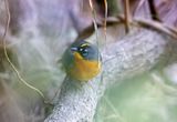 Fan-tailed Warbler