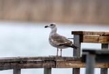 Yellow-footed Gull