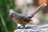 Crissal Thrasher