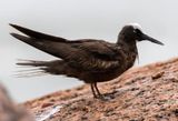 Black Noddy