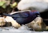 Varied Bunting