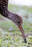 Limpkin