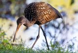 Limpkin