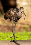 Limpkin
