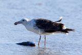 Kelp Gull