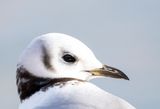 Black-legged Kittiwake