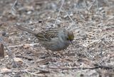 Golden Crowned Sparrow