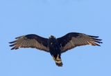 Zone-tailed Hawk