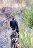 Zone-tailed Hawk