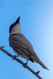 Gray Kingbird