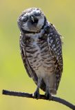 Burrowing Owl