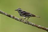 Black-and-white Warbler