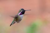 Costas Hummingbird