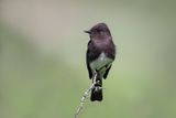 Black Phoebe
