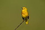 Yellow Warbler