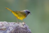 MacGillivrays Warbler
