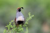 Gambels Quail