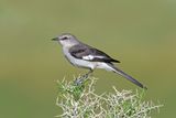 Northern Mockingbird