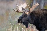 Shiras Moose