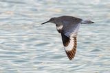 Willet