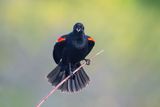 Red-winged Blackbird