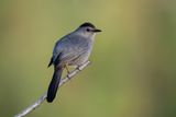 Gray Catbird