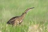 American Bittern
