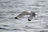 Black-legged Kittiwake