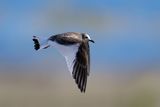 Sabines Gull