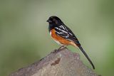Spotted Towhee