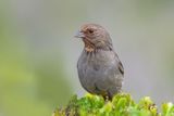 California Towhee