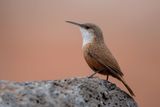 Canyon Wren