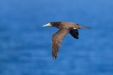Brown Booby