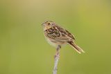 Grasshopper Sparrow