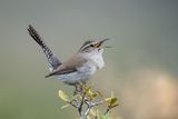 Bewicks Wren