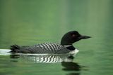 Common Loon