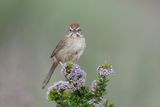 Rufous-crowned Sparrow