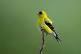 American Goldfinch