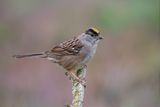 Golden-crowned Sparrow