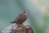 House Wren