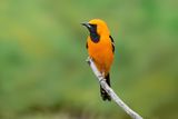 Hooded Oriole