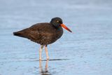 Black Oystercatcher